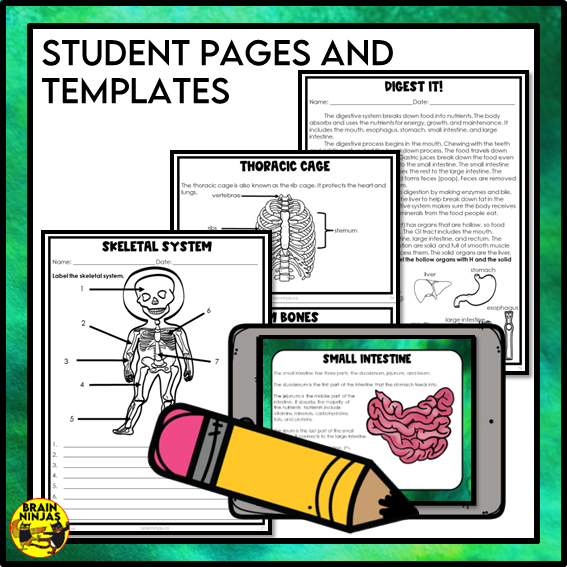 Human Body Systems Lessons and Activities | Musculoskeletal Circulatory Respiratory Digestive | Digital and Paper