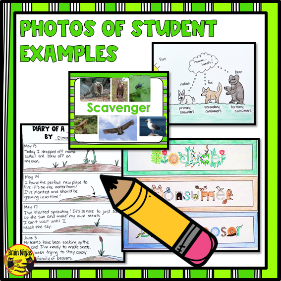 Wetlands Food Chains and Food Webs | Paper and Digital