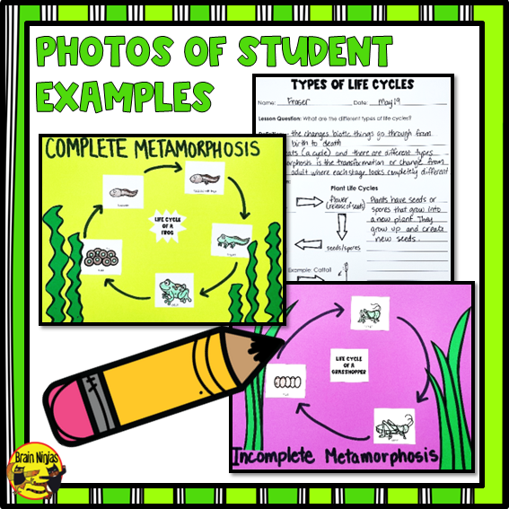 Wetlands Life Cycles of Plants and Animals | Paper and Digital