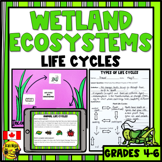 Wetlands Life Cycles of Plants and Animals Paper and Digital brainninjas