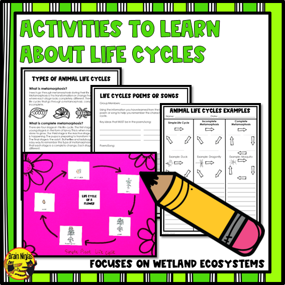 Wetlands Life Cycles of Plants and Animals | Paper and Digital