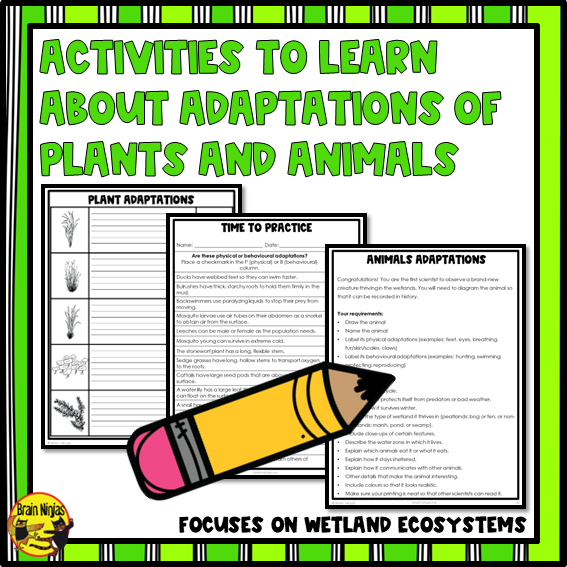 Wetlands Physical and Behavioural Adaptations | Paper and Digital