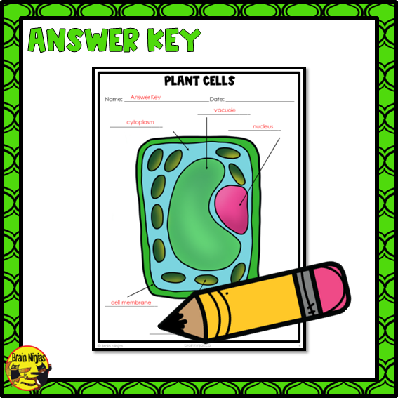 Free Plant Cells Lesson | Paper and Digital