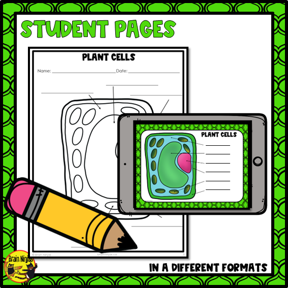 Free Plant Cells Lesson | Paper and Digital