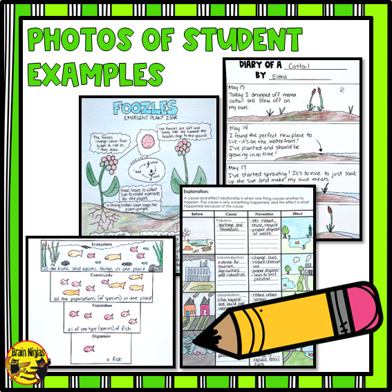 Wetlands Unit Lessons and Activities Bundle | Paper and Digital
