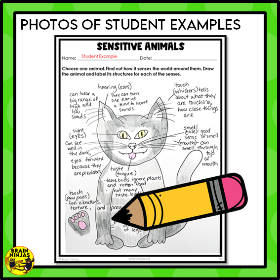 Animal Senses Lesson and Activities | Digital and Paper