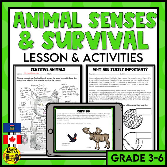Animal Senses Lesson and Activities | Digital and Paper – brainninjas
