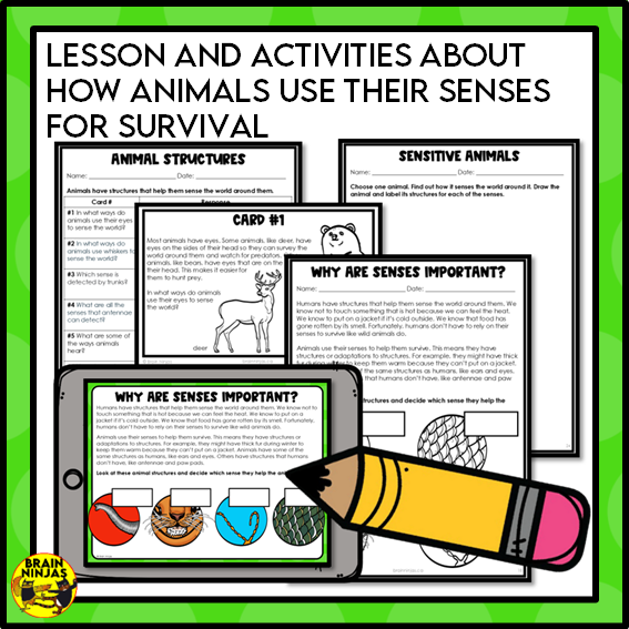 Animal Senses Lesson and Activities | Digital and Paper
