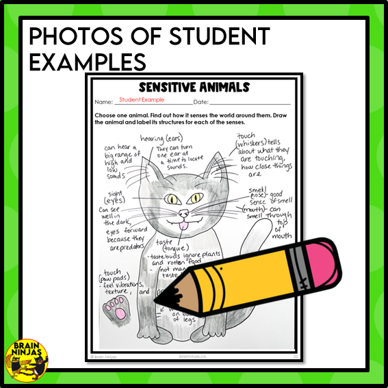 Animal Senses Lesson and Activities | Digital and Paper