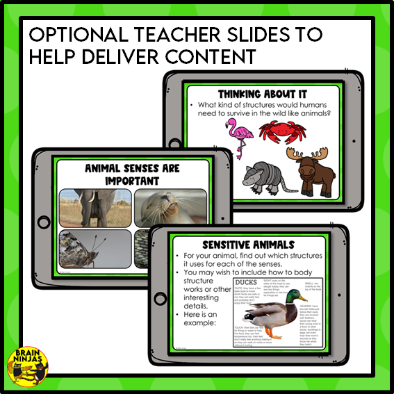 Animal Senses Lesson and Activities | Digital and Paper