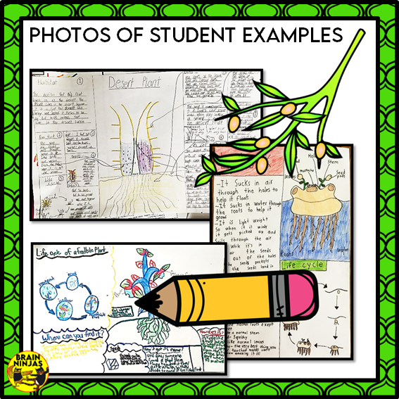 Design a Plant Creative Thinking Activity | Paper and Digital