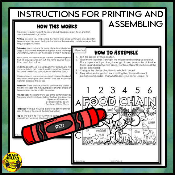 Food Chains Collaborative Poster Colouring Activity | Paper