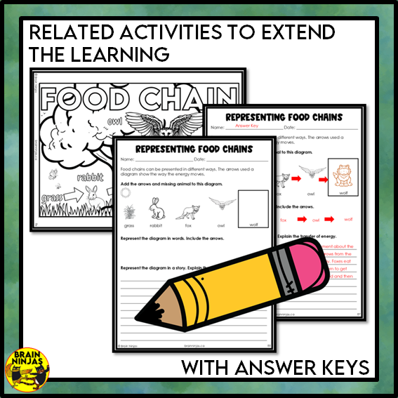 Food Chains Collaborative Poster Colouring Activity | Paper