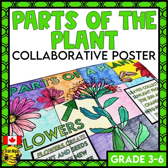 Parts of Plants Collaborative Poster | Colouring Activity | Paper