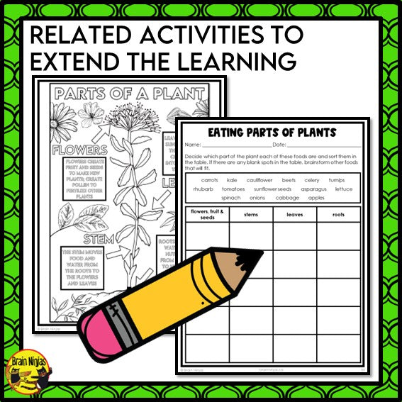 Parts of Plants Collaborative Poster | Colouring Activity | Paper