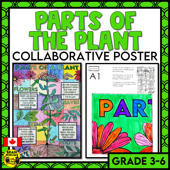Parts of Plants Collaborative Poster Colouring Activity Living Systems | Paper
