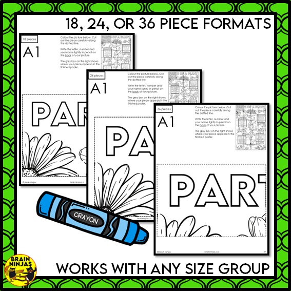Parts of Plants Collaborative Poster Colouring Activity Living Systems | Paper