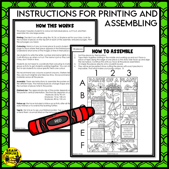 Parts of Plants Collaborative Poster Colouring Activity Living Systems | Paper
