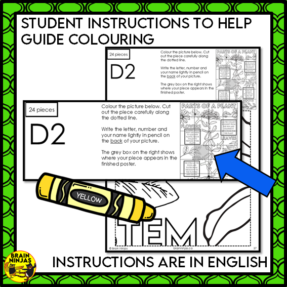 Parts of Plants Collaborative Poster Colouring Activity Living Systems | Paper