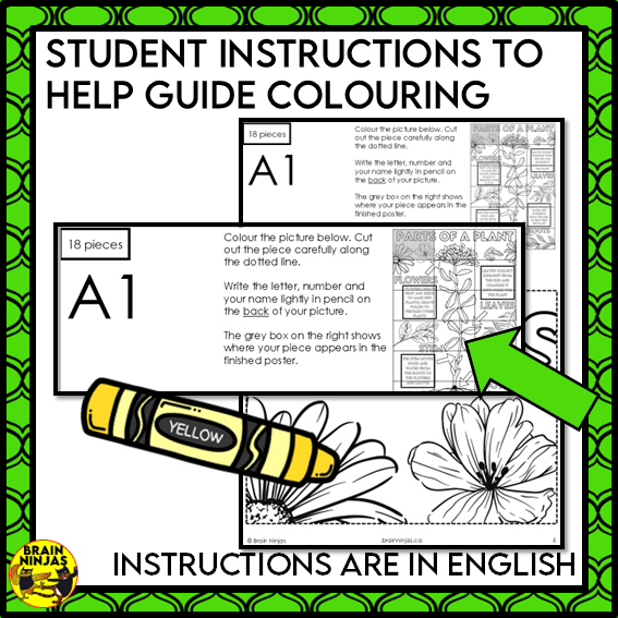 Parts of Plants Collaborative Poster Colouring Activity Living Systems | Paper
