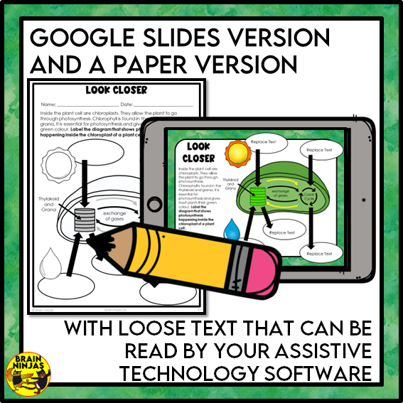 Photosynthesis and Its Importance Lessons and Activities | Paper and Digital