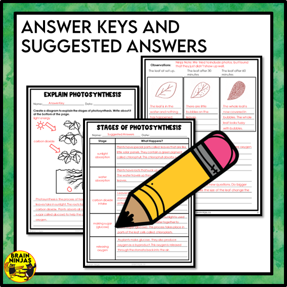 Photosynthesis and Its Importance Lessons and Activities | Paper and Digital