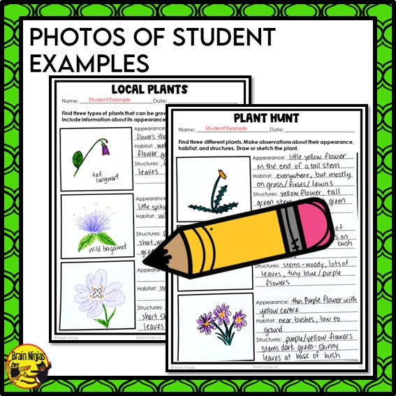 Plant Classification Lesson and Activities | Paper and Digital