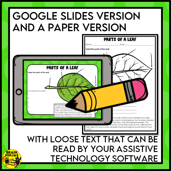 Plant Structures and Functions Lesson and Activities | Digital and Paper