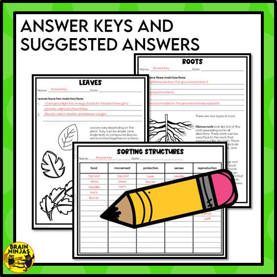 Plant Structures and Functions Lesson and Activities | Digital and Paper