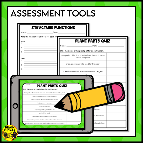 Plant Structures and Functions Lesson and Activities | Digital and Paper