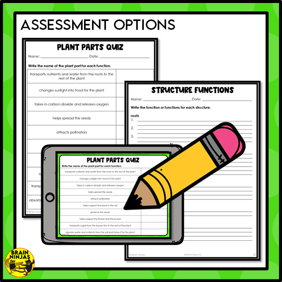 Plant Structures and Functions Lesson and Activities | Digital and Paper