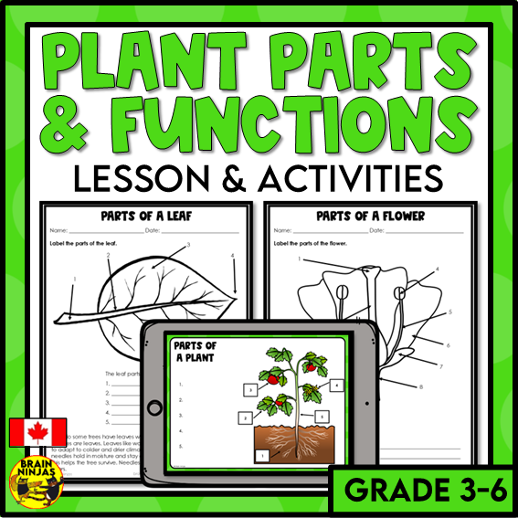 Plant Structures and Functions Lesson and Activities | Digital and Paper