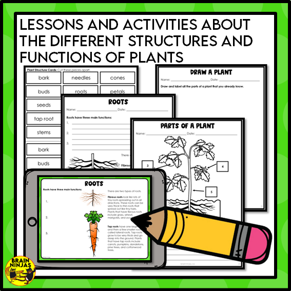 Plant Structures and Functions Lesson and Activities | Digital and Paper