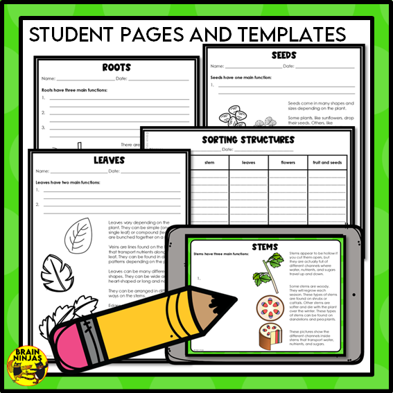 Plant Structures and Functions Lesson and Activities | Digital and Paper
