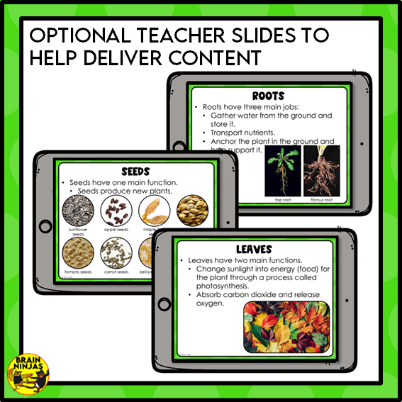Plant Structures and Functions Lesson and Activities | Digital and Paper