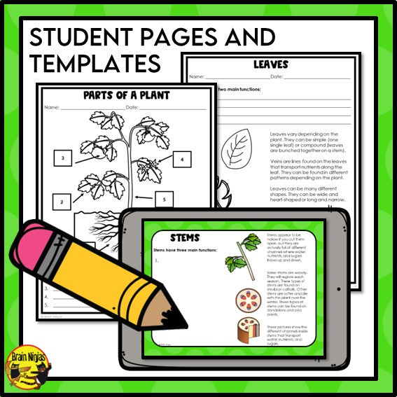 Plant Structures and Functions Lesson and Activities | Digital and Paper