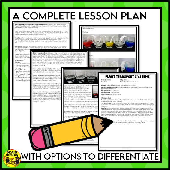 Plant Transport Systems Lesson and Activities | Xylem and Phloem | Digital and Paper