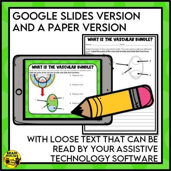 Plant Transport Systems Lesson and Activities | Xylem and Phloem | Digital and Paper