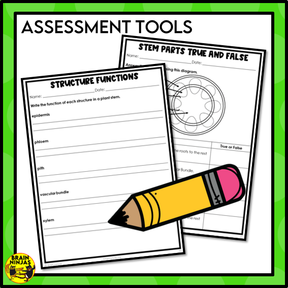 Plant Transport Systems Lesson and Activities | Xylem and Phloem | Digital and Paper