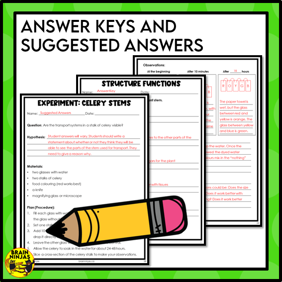 Plant Transport Systems Lesson and Activities | Xylem and Phloem | Digital and Paper