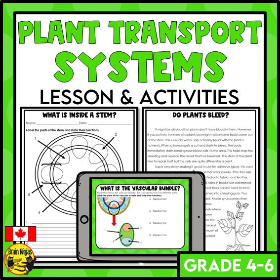 Plant Transport Systems Lesson and Activities | Xylem and Phloem | Digital and Paper