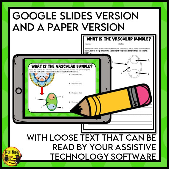 Plant Transport Systems Lesson and Activities | Xylem and Phloem | Digital and Paper