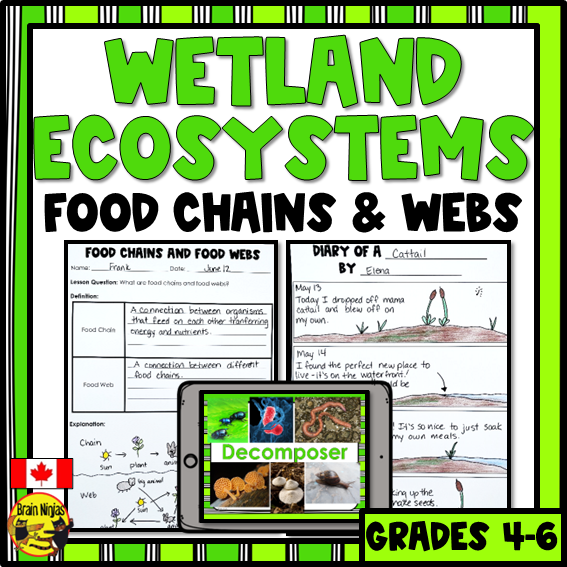 Wetlands Food Chains and Food Webs | Paper and Digital