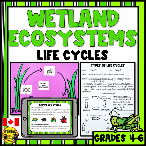 Wetlands Life Cycles of Plants and Animals | Paper and Digital