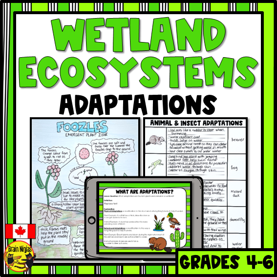 Wetlands Physical and Behavioural Adaptations | Paper and Digital